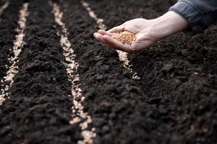 Sowing-of-Seeds